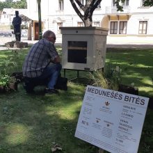 Istorinės Prezidentūros sodelyje apsigyveno bitės: jei norite pamatyti – paskubėkite