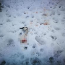 Kaune – sukrečiantys vaizdai: gyventojai sniege rado gulbės galvą