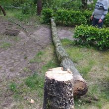 Brutaliu būdu bandoma atsikratyti senais medžiais: į žievę įkalami pleištai, kad greičiau nudžiūtų