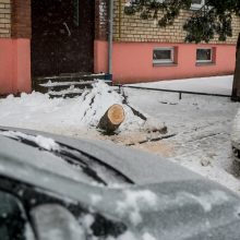 Ugniagesiai kliūtis šalina be atokvėpio: medžius teko nukelti ir nuo automobilių