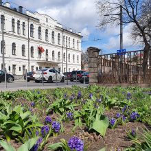 Vilniaus gatvę jau puošia gražuoliai hiacintai