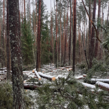 Už Kaišiadorių rajone neteisėtai iškirstus medžius teks atlyginti 19 tūkst. eurų žalą