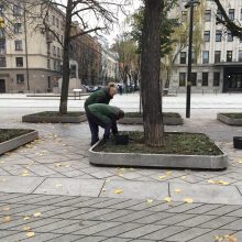 Kaunas jau rūpinasi, kad pavasarį Laisvės alėją užpildytų narcizų grožis