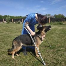 Ajana kovoja dėl neįgaliesiems padedančių šunų įteisinimo: kelias nėra lengvas