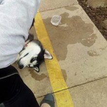 Žiaurus traukinio konduktoriaus poelgis: šunį išmetė ir paliko likimo valiai