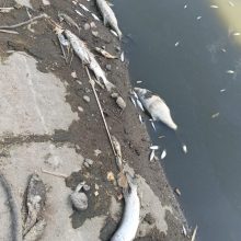 Dėl tvenkinyje išgaišusių žuvų Kazlų Rūdoje – ekstremali situacija