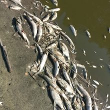 Kazlų Rūdoje atšaukta ekstremali situacija dėl tvenkinyje išgaišusių žuvų