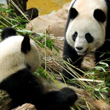 Rekordinio amžiaus didžioji panda atsivedė dvynukus 