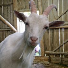 Specialiųjų tarnybų apgultis pakaunės vienkiemyje: laimė, Dievas laiku ten pasiuntė paštininkę