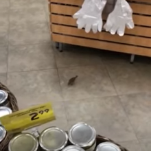Parduotuvėje lesantį paukštį pamatęs kaunietis: neramu dėl švaros