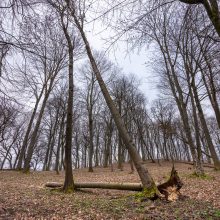 Ant Napoleono kalno – stipraus vėjo padariniai: pasvirusio medžio niekas netvarko
