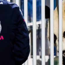 Olandijoje minios žavisi atvežta pandų pora