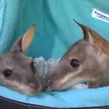 Australai mokosi suteikti pirmąją pagalbą gyvūnams