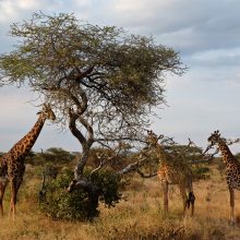 Į beribes Serengečio lygumas – stebėti gyvūnų