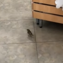 Parduotuvėje lesantį paukštį pamatęs kaunietis: neramu dėl švaros