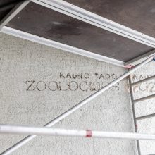 T. Ivanausko zoologijos muziejuje – pokyčiai: vaizdas bus visai kitoks