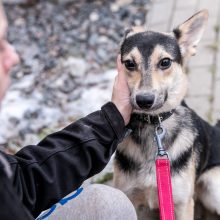 Kauno prieglaudas perpildė beglobiai gyvūnai: keturkojus tenka apgyvendinti net tualeto patalpose