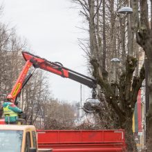 Nugenėjus Laisvės alėjos liepas, neliko ir lizdo