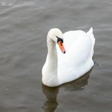 Kiek paukščių žiemoja Kaune?