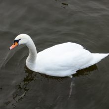 Kiek paukščių žiemoja Kaune?