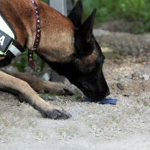Policijai rasti namuose paslėptus narkotikus padėjo tarnybinis šuo
