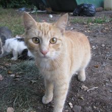 Laukimas: nors rusvos spalvos katinėlis yra vyresnis už likimo brolių trijulę, tačiau ir jam baugus artėjantis šaltasis metų sezonas