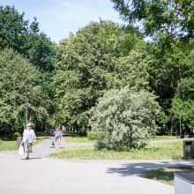 Kodėl atnaujintame parke džiūsta medžiai?