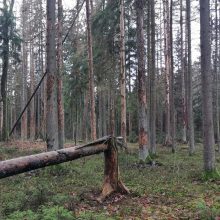 Kulautuvos miške planuojamas medžių kirtimas