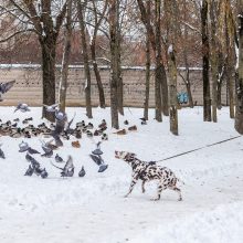 Kaunietė: gal dar yra vilties pakilti iš dugno?