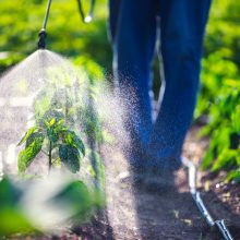 Nuo ūkio iki stalo: modernūs ūkiai mažina pesticidų ir trąšų naudojimą