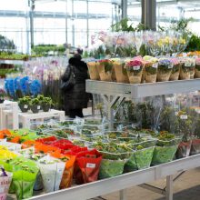 Pavasarį „Senukai“ pasitinka atnaujinta oranžerija: siūloma įspūdinga augalų įvairovė