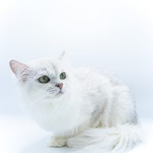 Pirmą kartą Lietuvos kačių mylėtojai ir žiūrovai pamatys šilkines kates kerinčiomis žaliomis akimis