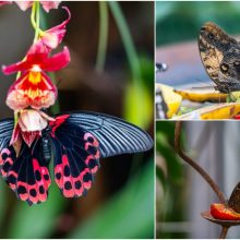 Kaune – vėl tropikai: Botanikos sode iš lėliukių ritasi įvairiaspalviai didžiuliai drugiai