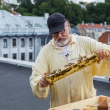 Išsuktas pirmasis Kauno miesto bičių medus: nustebino kokybė