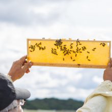 Išsuktas pirmasis Kauno miesto bičių medus: nustebino kokybė