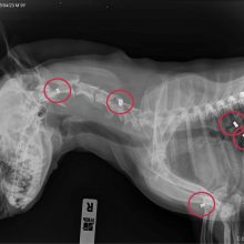 Įkalčiai: rentgeno nuotraukos parodo tikrąją gyvūno negalavimo priežastį. Į šį šunį buvo šauta šešis kartus.