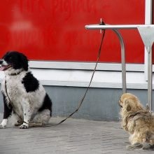 Klaipėdos mieste neliko benamių šunų
