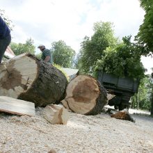 Dėl saugotinų medžių ir krūmų – nauji kriterijai