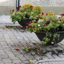 Vandalai – prieš senamiesčio gėles: šįkart užkliuvo pelargonijos