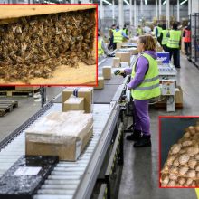 Baltijos šalys garsėja keistomis siuntomis: bandė siųsti ir sliekus, ir bičių spiečių