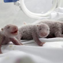Pasaulis išvydo pirmą išgyvenusį pandų jauniklių trejetuką