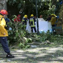 Madeiros saloje nuvirtęs medis užmušė 13 žmonių 