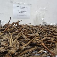 Prancūzijos muitinė konfiskavo 2 tūkst. jūrų arkliukų