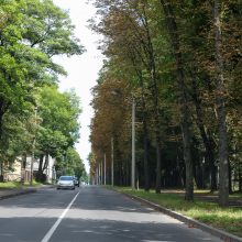 Laistyti iškankintus medžius Kaune – per didelė prabanga