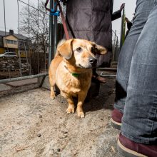 Protestuotojai nori gelbėti Kauko laiptų medžius