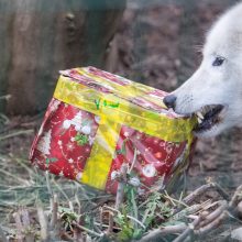 Zoologijos sode gyvūnai jau išsipakavo kalėdines dovanas