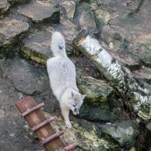 Zoologijos sode gyvūnai jau išsipakavo kalėdines dovanas