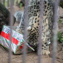 Zoologijos sode gyvūnai jau išsipakavo kalėdines dovanas