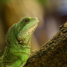 Zoologijos sode gyvūnai jau išsipakavo kalėdines dovanas