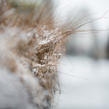 Žiema dar nenori trauktis: pavasarišką saulę Kaune pakeitė sniegas